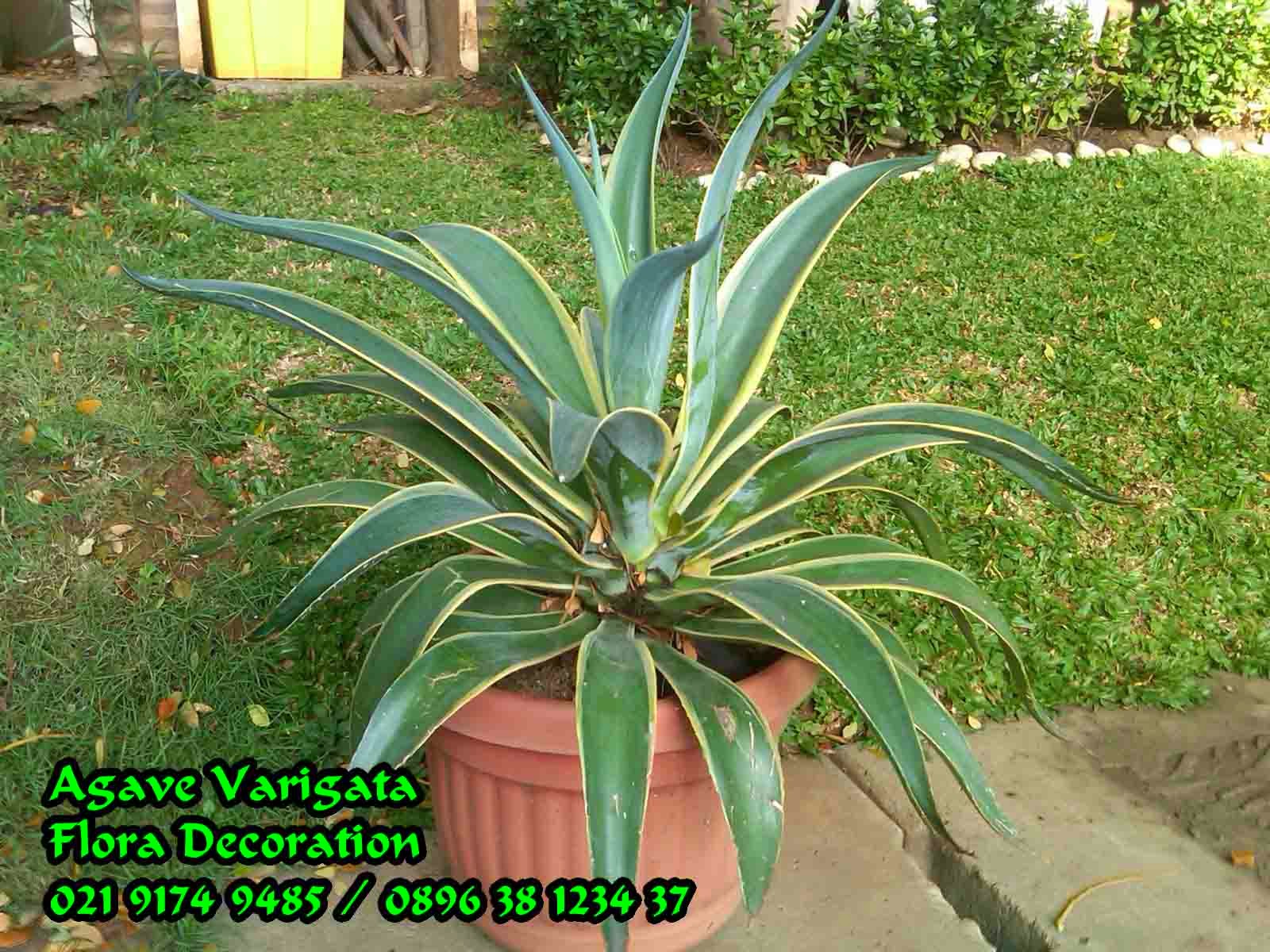  AGAVE VARIGATA JUAL TANAMAN HIAS Tukang Taman Murah