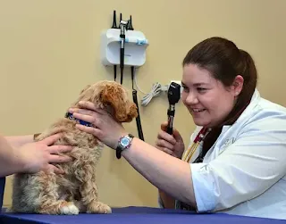 Veterinarian helping a puppy owner choose the best flea and tick prevention