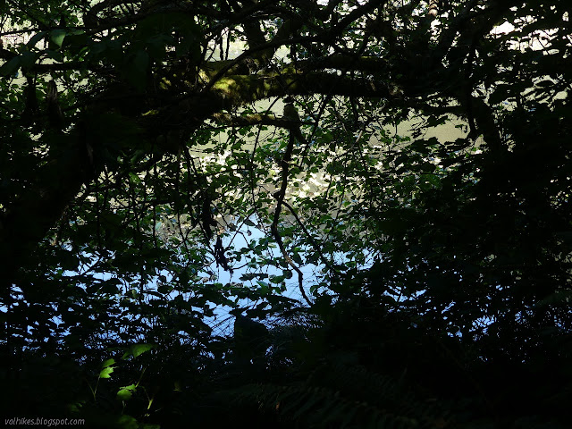 water through hanging, moss covered tree branches