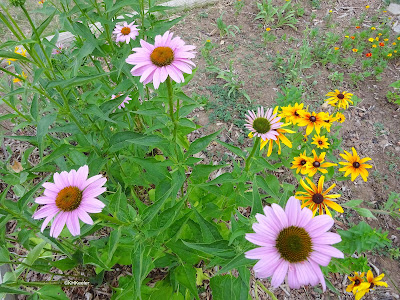 echinacea and black-eyed susans