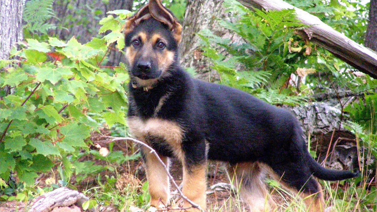 East German Shepherds