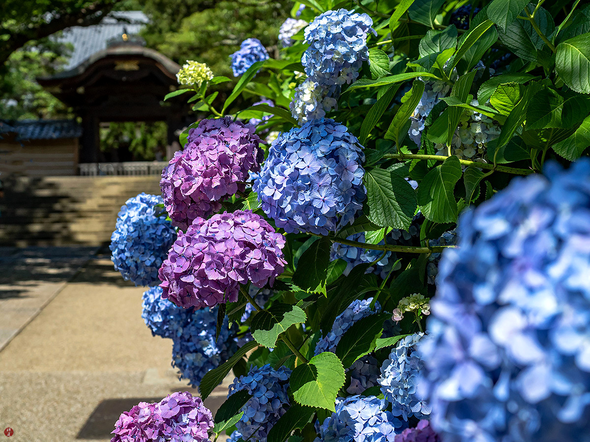 From The Garden Of Zen Ajisai Hydrangea Flowers Engaku Ji