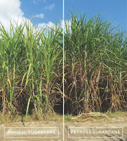 Normal sugarcane (left) growing beside engineered PETROSS sugarcane, which is visibly taller and bushier, in field trials at the University of Florida. (Credit: Fredy Altpeter/University of Florida, CC BY-ND) Click to Enlarge.