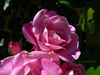 Young and Old, pink roses- photograph ©2018 Tina M.Welter