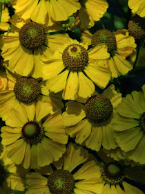 Helenium autumnale Sneezeweed by garden muses-not another Toronto gardening blog