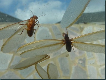 kibaale, ants and rats 024