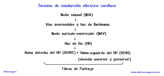 sistema de conducción eléctrico del corazón