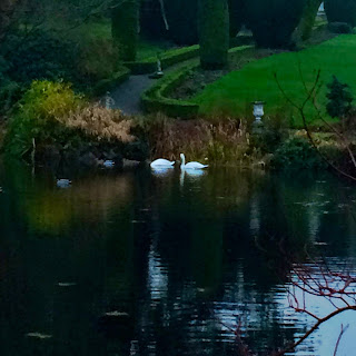 Swans in Altamont Gardens County Carlow