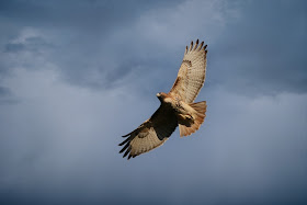 Red-tailed hawk.