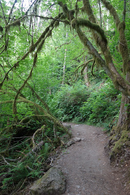 Moss on Trees Moss on Trees