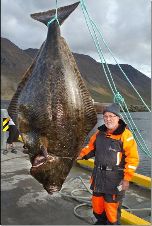 giant_halibut_02