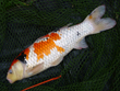 Koi Carp