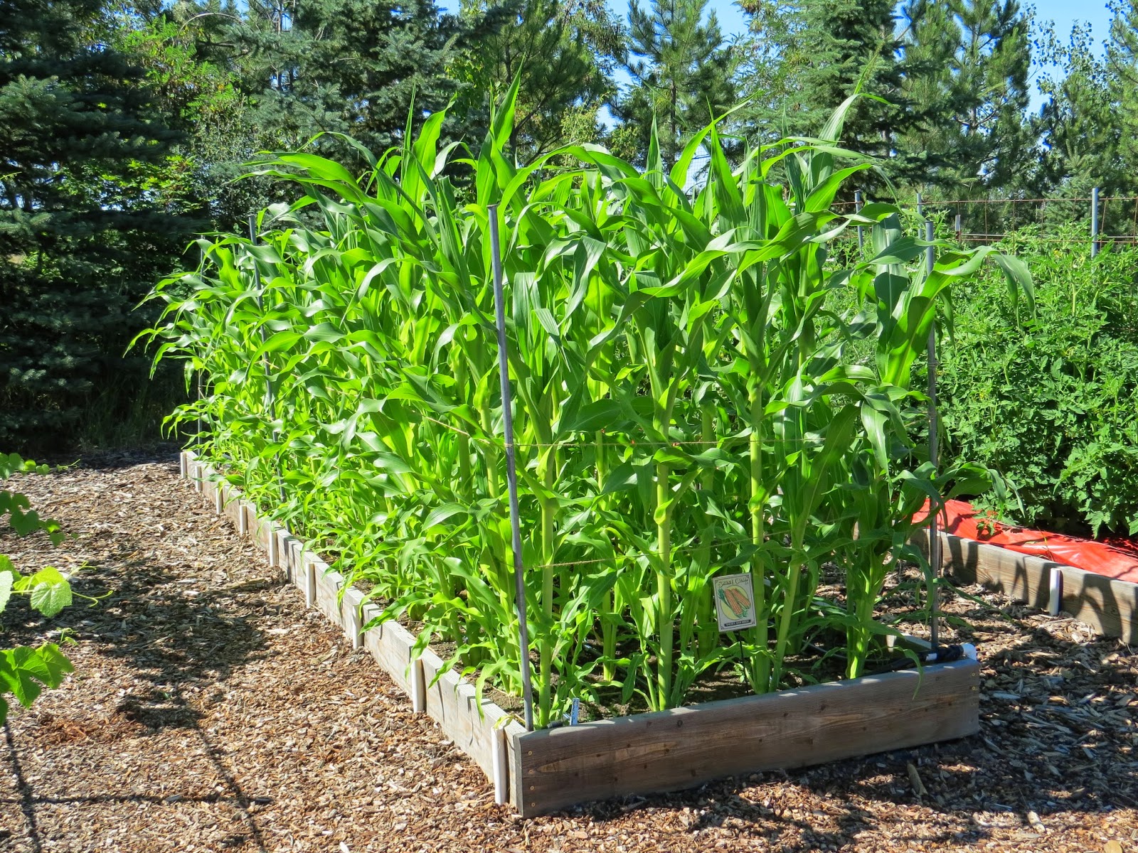 Protecting corn plants from wind - Susan's in the Garden