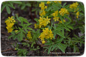 zagadki-pro-vesennie-cvety-podsnezhniki-leontica-altajskaya