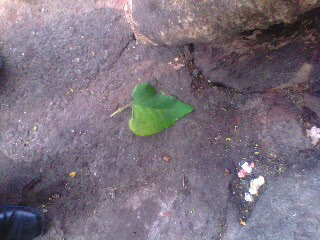 leaf of shivan