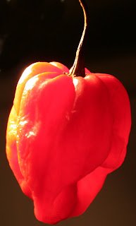 Capsicum chinense