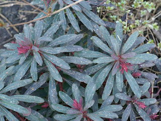 Euphorbe des bois - Euphorbia amygdaloides - Euphorbe à feuilles d'Amandier