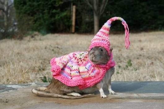 cute animal pictures, adorable animals, animals wearing hats, dogs wearing hats, cat wearing hats, funny animal picture