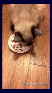 Tylan gobbles up his Pro Plan Weight Management canned cat food.