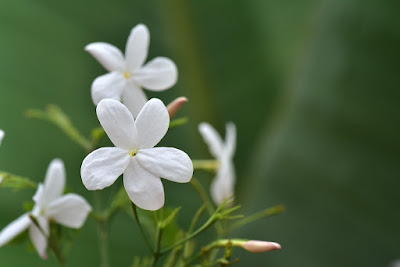 Jazmín (Jasminum grandiflorum)