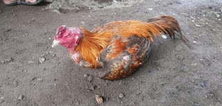  Cara mengobati telih atau tembolok ayam tidak turun