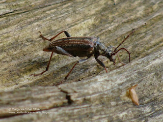 Oxymirus cursor female DSC86999