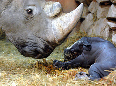 loving rhino mom with her cute new born baby