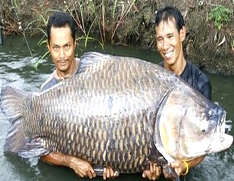 lacustrine-fish