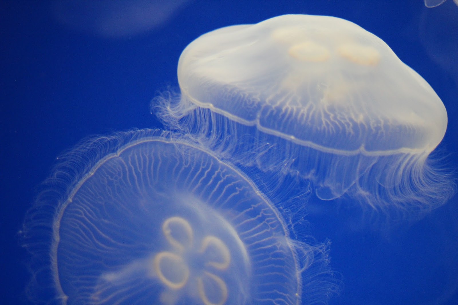 dispatch scyphozoa cnidaria