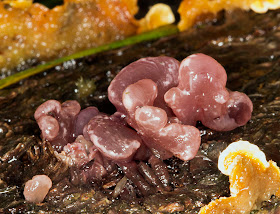 Purple Jellydisc, Ascocoryne sarcoides.  Keston Common, 24 December 2011.