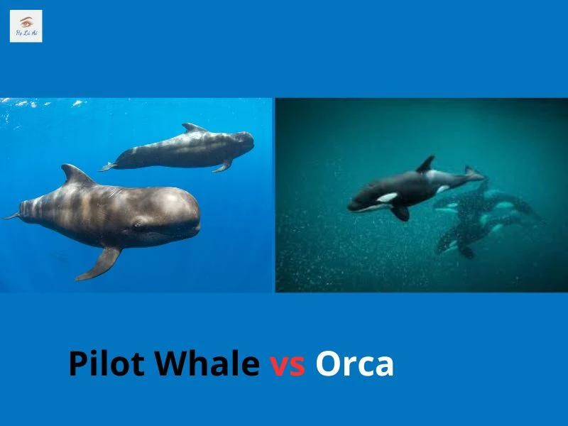 Pilot Whale vs Orca