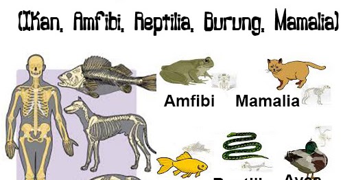  Hewan  Vertebrata  Ikan Amfibi Reptilia Burung Mamalia 