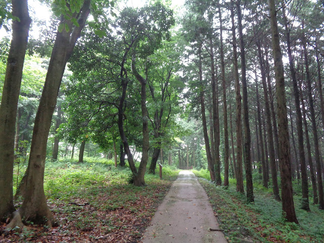 弥生の森　遊歩道