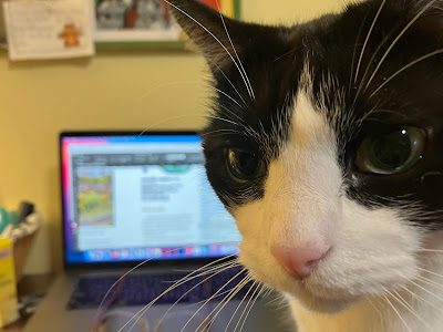 close up of black and white cat's face