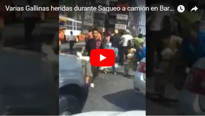 Varias Gallinas heridas durante Saqueo a camión en Barquisimeto