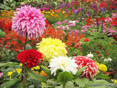 Beautiful Dahlia Flower Desktop Wallpapers, PC Wallpapers, Free Wallpaper, Beautiful Wallpapers, High Quality Wallpapers, Desktop Background, Funny Wallpapers http://adesktopwallpapers.blogspot.com