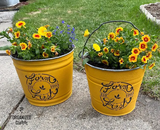 Photo of two mustard painted galvanized bucket planters stenciled with a Farmhouse Dollar Tree stencil.