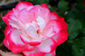 Robert L. Stanton Memorial Rose Garden