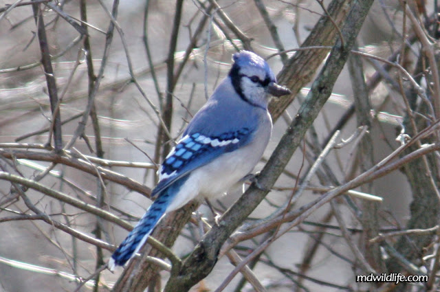 Bluey jay wallpaper,blue jay images,blue jay photo,blue jay images,beautiful blue jay,cute blue jay,the blue jays,blue jay birds,  the toronto blue jays,toronto blue jays,blue jays,blue jay bird,flying blue jay,