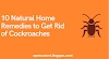Home Remedies for Cockroaches- 10 Natural Home Remedies to Get Rid of Cockroaches