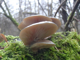 grzyby 2016, grzyby w listopadzie, grzyby w Krakowie, grzyby w Lasku Wolskim, grzyby zimowe, boczniak ostrrygowaty Pleurotus ostreatus, zimówka, płomiennica zimowa Flammulina velutipes, Uszak bzowy Auricularia auricula-judae, Wodnicha modrzewiowa Hygrophorus lucorum, opienka-ciemna-Armillaria-ostoyae, gąsówka-rudawa-Lepista-flaccida, czernidłak Coprinus