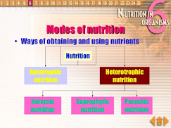 NUTRITION IN PLANTS NUTRITION IN ANIMALS What is nutrition in animals nutrition in plants class 7 notes nutrition in plants class 7 extra questions with answers nutrition in plants class 7 ncert pdf Modes of nutrition in plants Class 7 NUTRITION IN PLANTS QUIZ