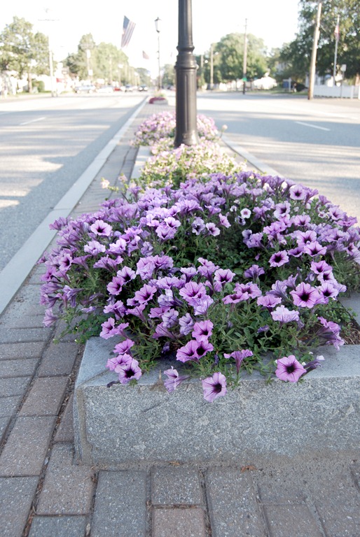 petunia 3