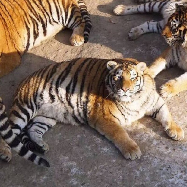 Harimau Obesiti Di China, Chubby tigers in Harbin, harimau gemuk, haiwan buas gemuk