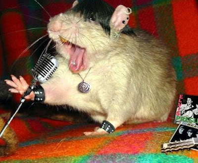 Funny Image of rat - Funny Picture of rat -Funny picture of mouse