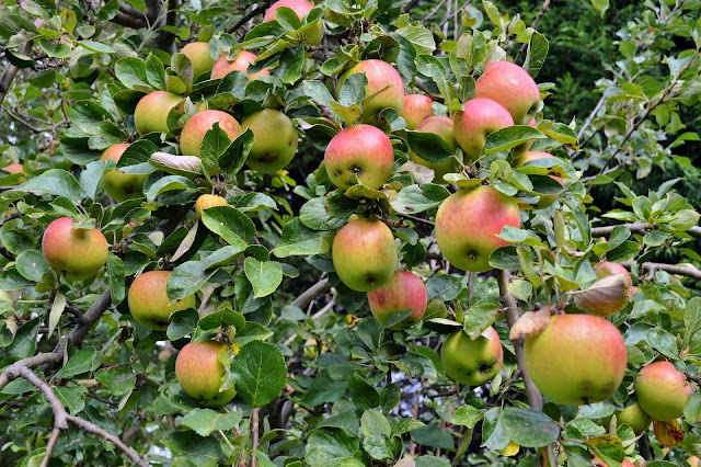 Organic Apples