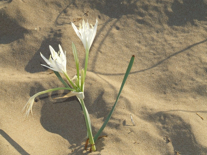 Sabbia
