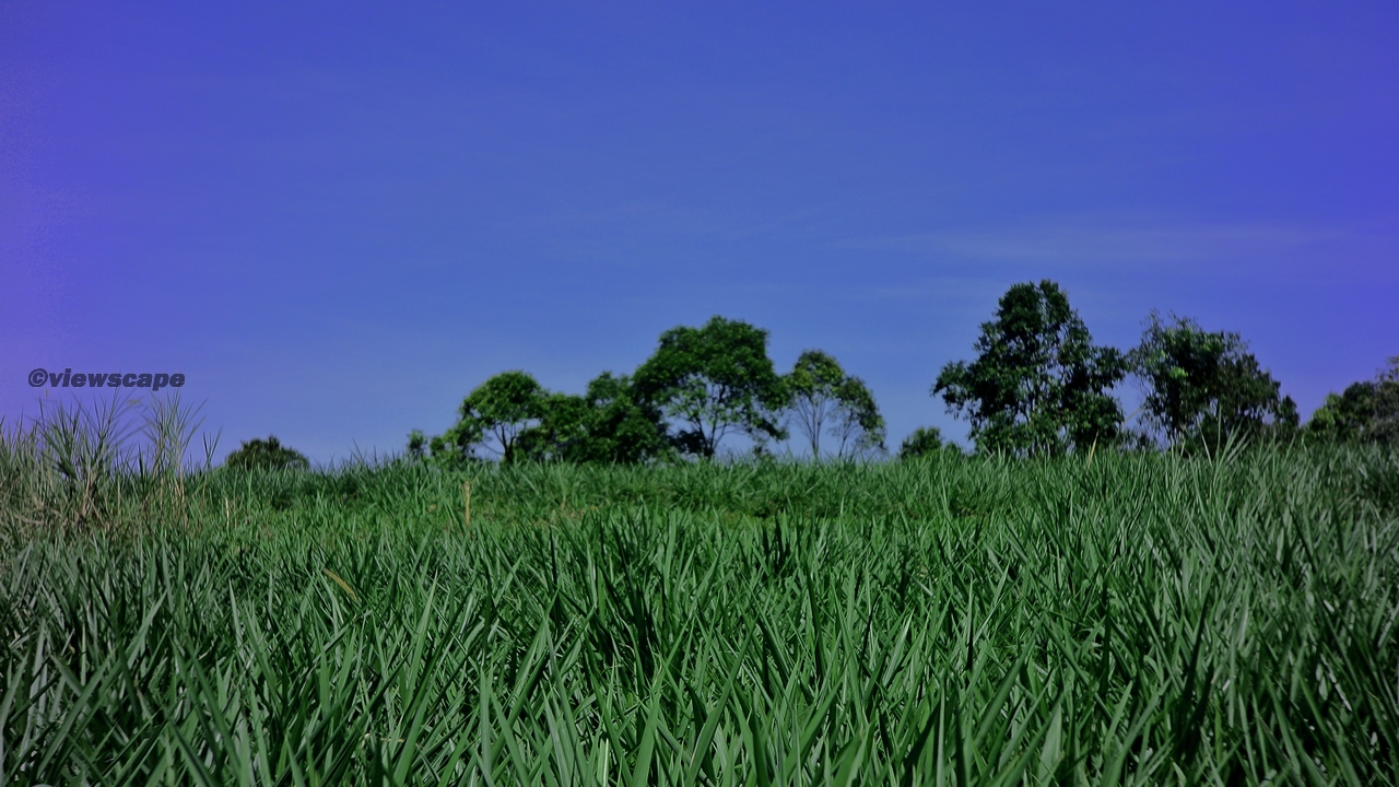 Melihat Pemandangan Padang Rumput Part 2