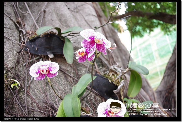 nEO_IMG_IMGP0480_013