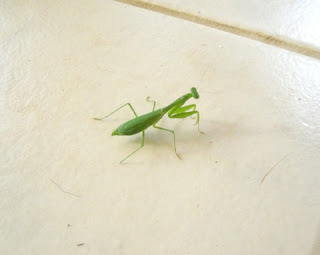 Mantis, La Ceiba, Honduras